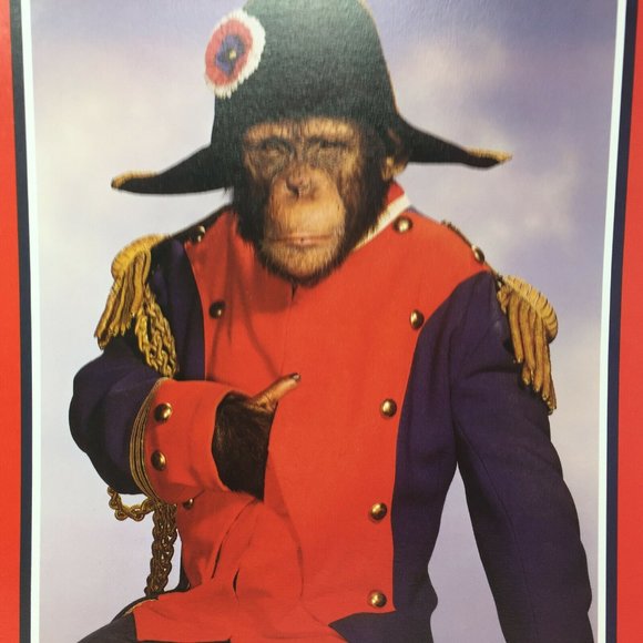 Chimpanzee Napoleon Don't Have To Be Crazy Poster - Picture 3 of 4